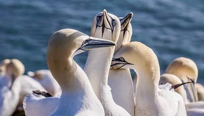 爱游戏娱乐网址-俄罗斯队重组阵容，欧洲门票争夺战打响，俄罗斯 国家队