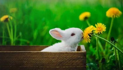 爱游戏娱乐网址-俄罗斯队重组阵容，欧洲门票争夺战打响，俄罗斯 国家队